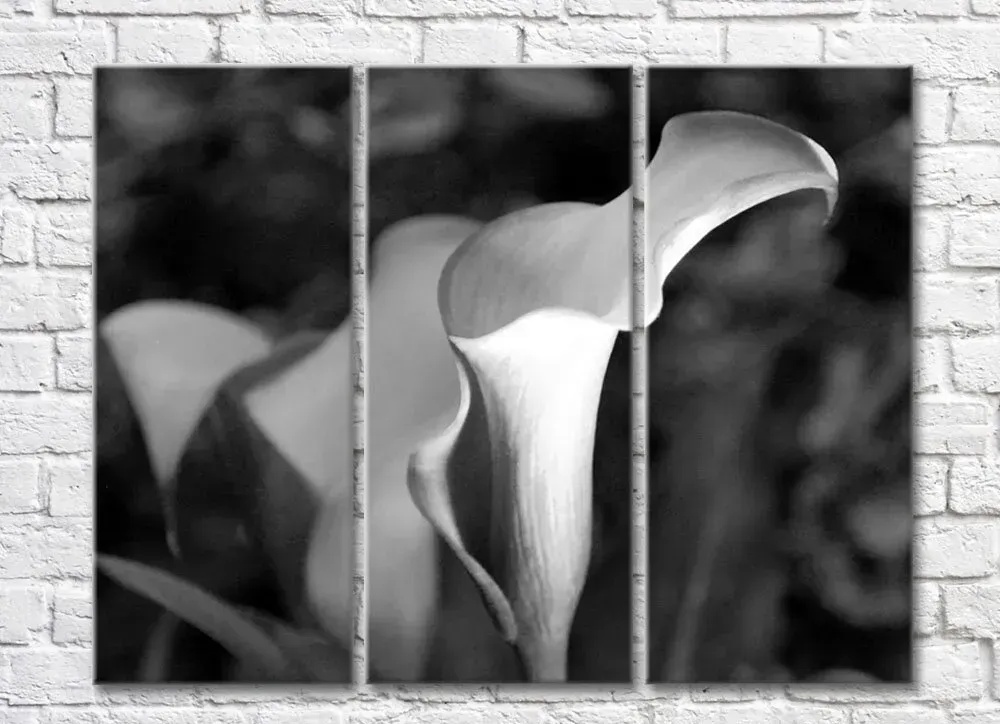 Calla Flowers