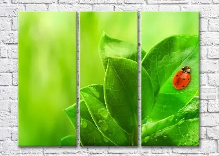Pictură ArtPoster Ladybug on leaves (3448879)
