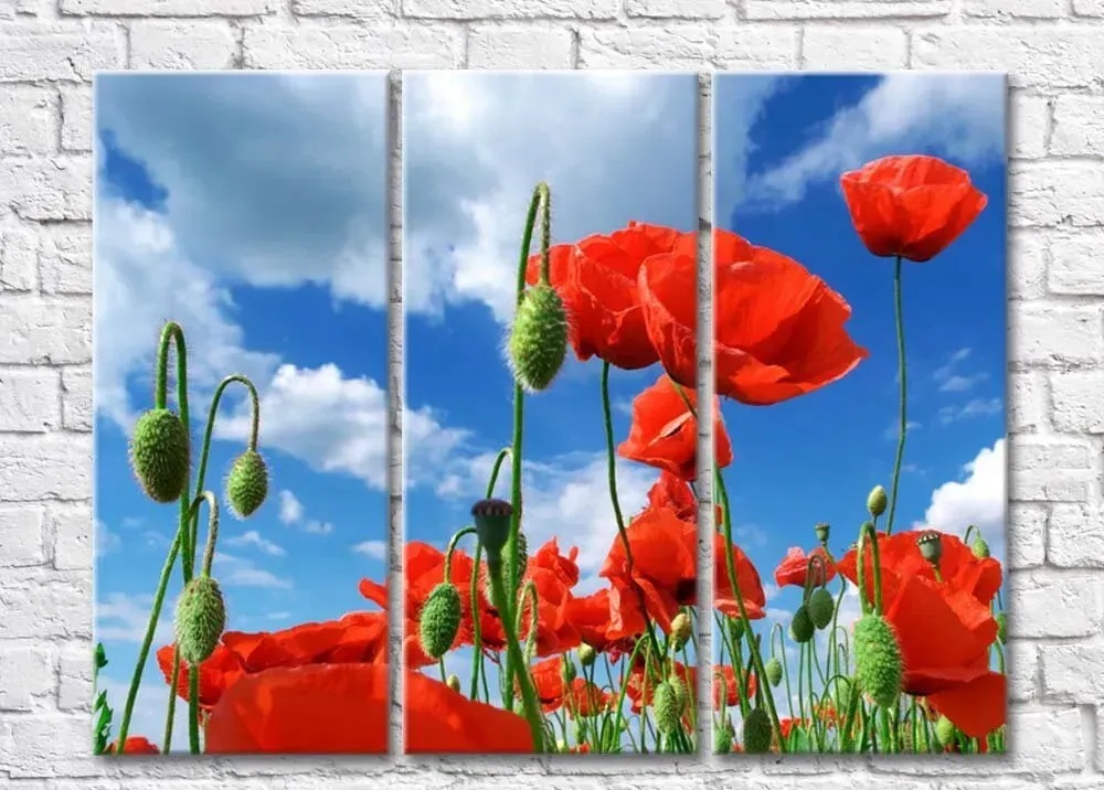 Red poppies on a blue sky background with clouds