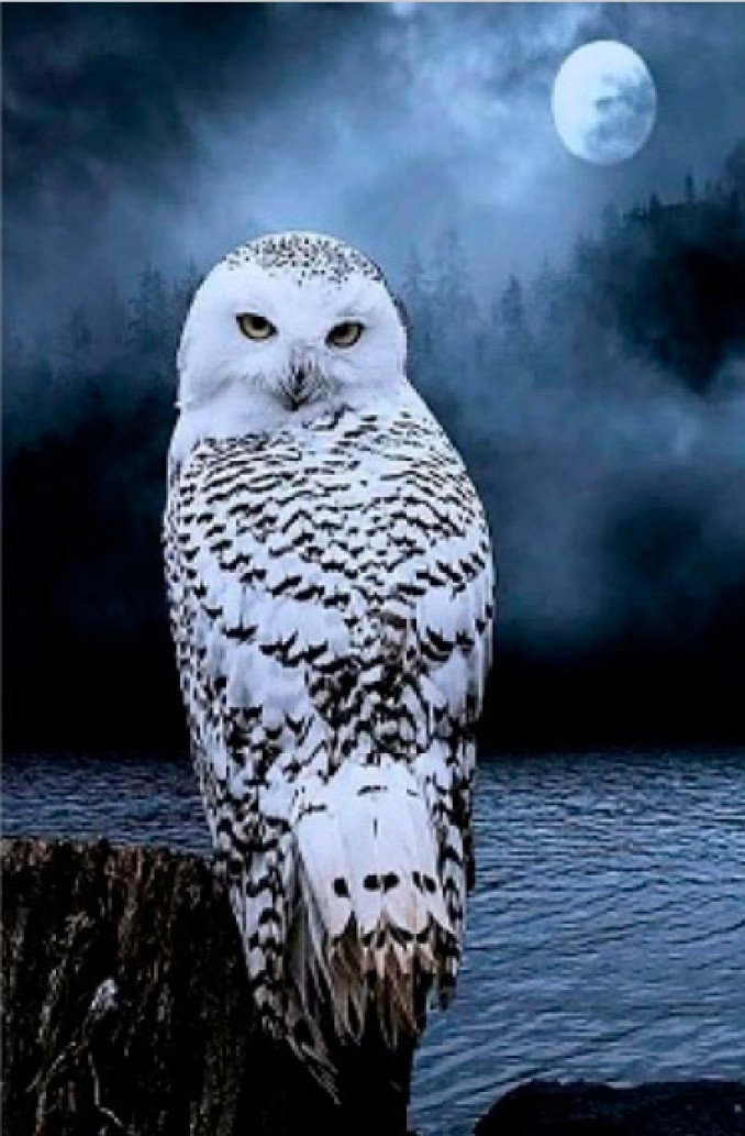 Tablou pe numere PRC Owl At Night 30x40cm (PB6411)
