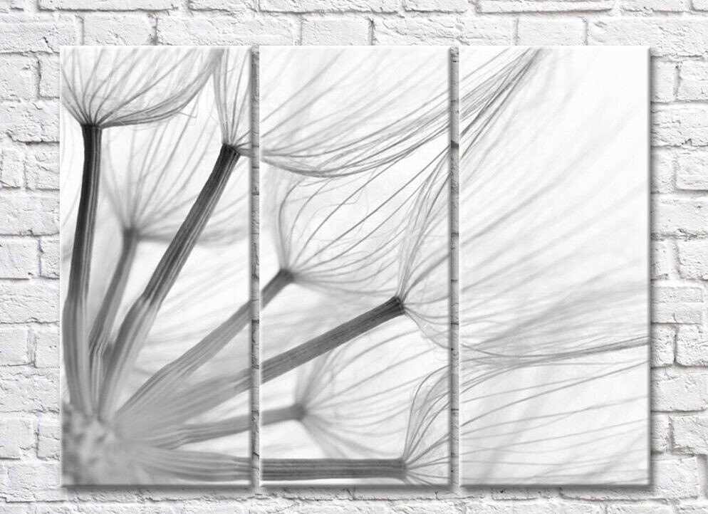 Pictură Rainbow Black & White Dandelion Petals (500834)