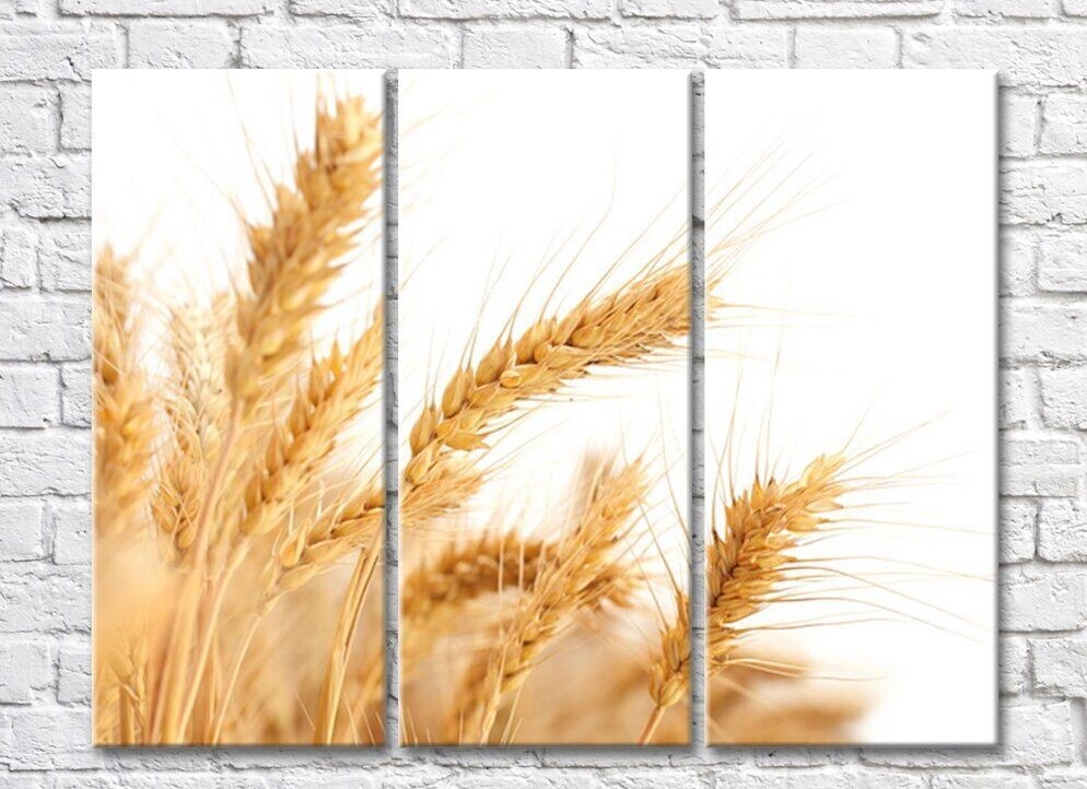Rainbow Wheat ears on white background