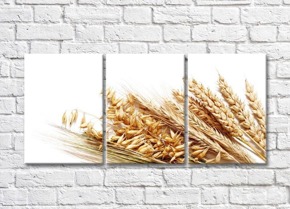 Rainbow Wheat grains and ears of wheat on a white background