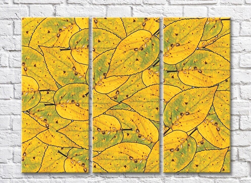 Rainbow Yellow Green Leaf