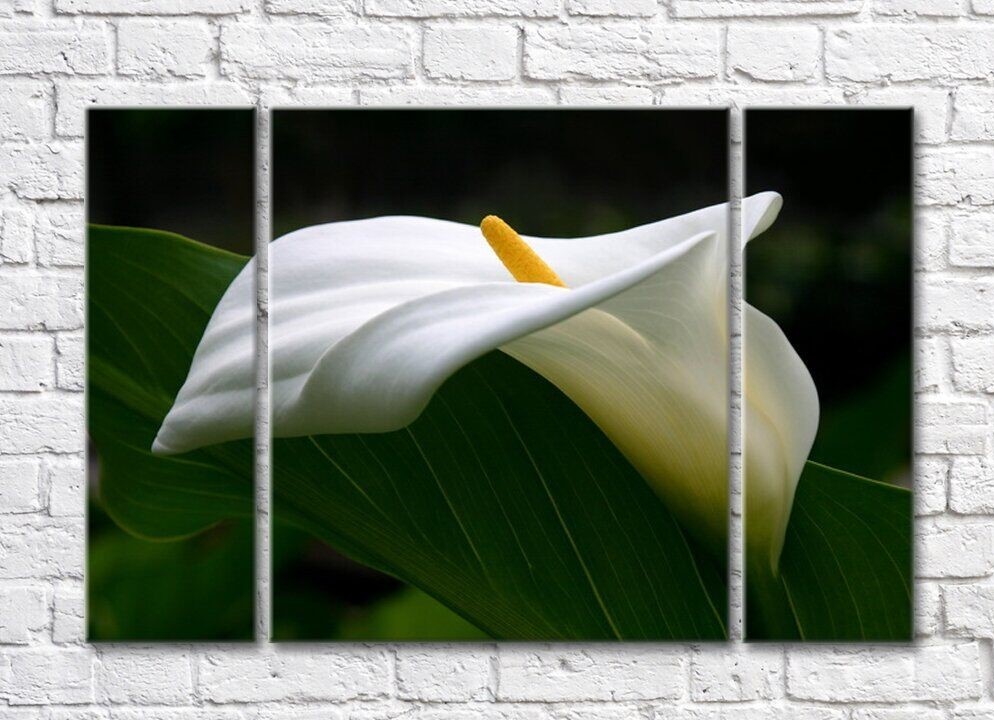 Gallerix White calla flower and green leaf