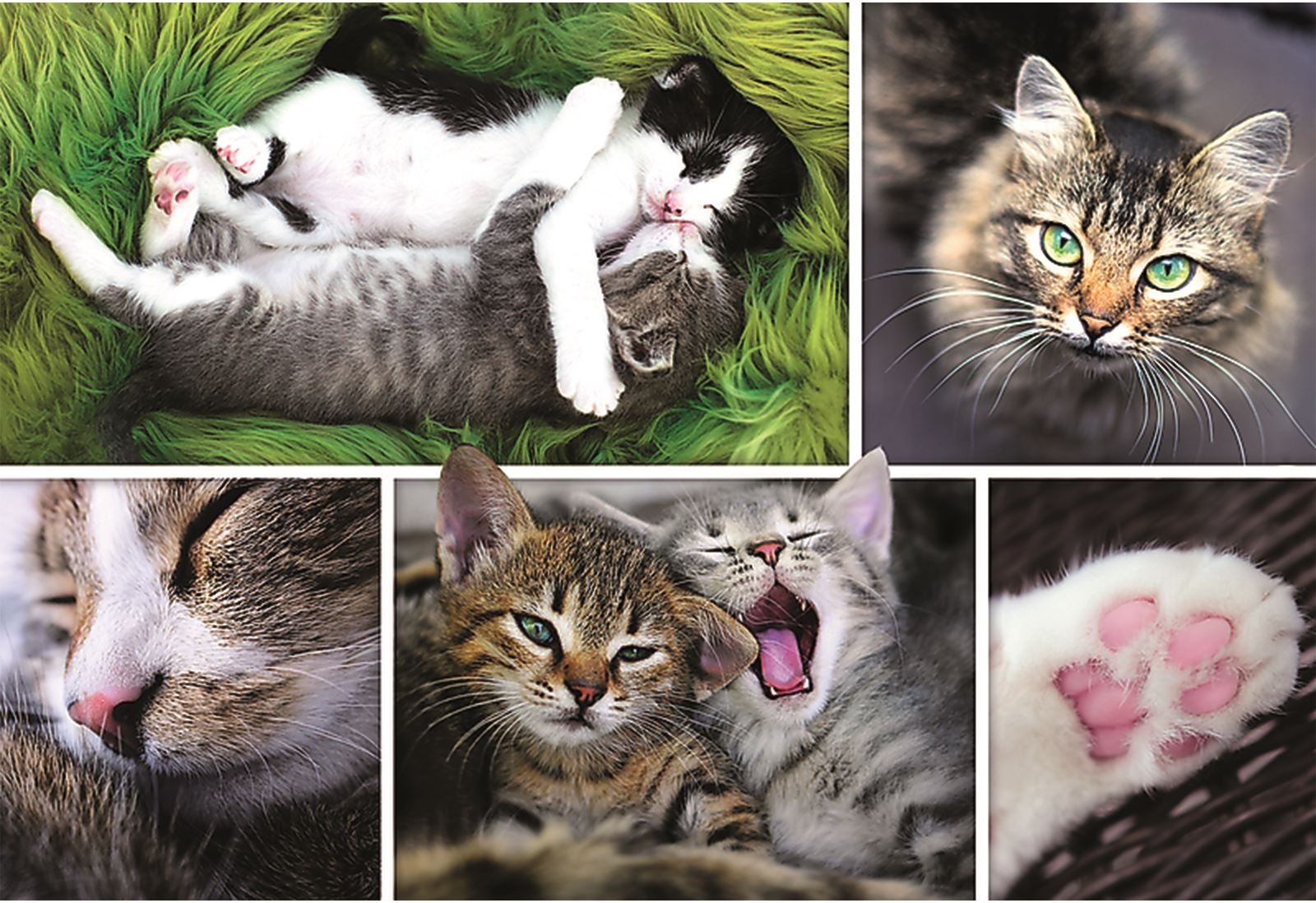 Puzzle Trefl Kittens